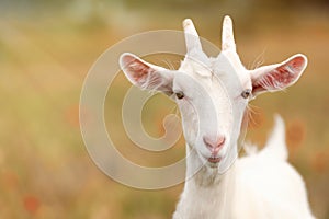 Goat in field, space for text. Animal husbandry