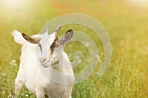 Goat in field on sunny day, space for text. Animal husbandry