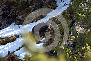 Goat in the forest in the alps in Liechtenstein 19.2.2021
