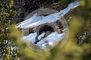 Goat in the forest in the alps in Liechtenstein 19.2.2021
