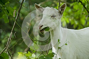 Goat in the forest eating grass.