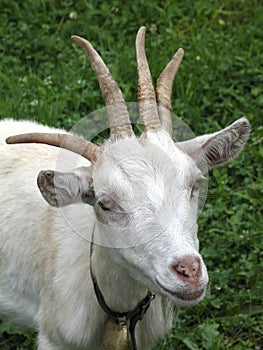 Goat with four horns photo