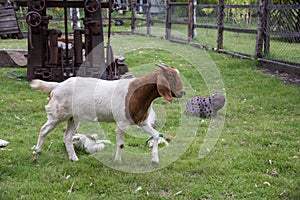 Goat and friend in the farm at Phetchabun province, Thailand. Fa