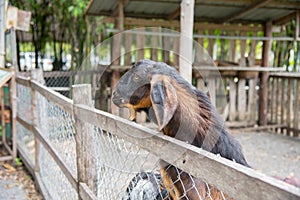 Goat and friend in the farm at Phetchabun province, Thailand. Fa