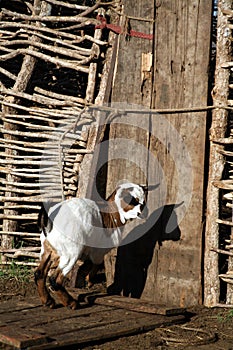 Goat in front of a Gate