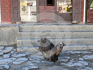 Goat in front of shop in Kagbeni, Nepal