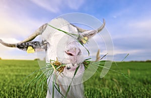 Goat with funny teeth and grass in mouth