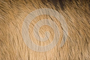 Goat fur