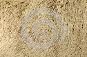 Goat Fur Background