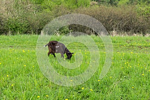 Goat in the garden. Slovakia