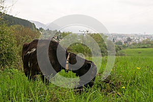 Goat in the garden. Slovakia