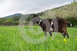 Goat in the garden. Slovakia