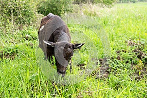 Koza na zahradě. Slovensko