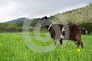 Koza v záhrade. Slovensko