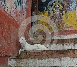 Goat on Ghats in Varanasi, India