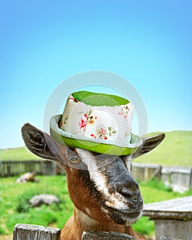 Goat with girly hat