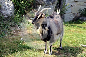 Goat, a goat in his enclosure in summer