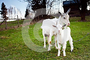 Goat and goatling