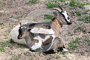 Goat with goatling