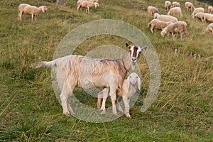 A goat with goatling on a green slope, Lombardy, Italy