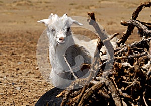 Goat in the Gobi desert, Mongolia