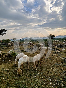 goat in a good nature