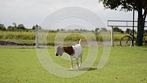 Goat graze on a field in farm