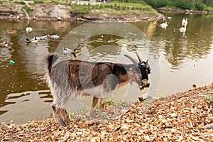 A goat grazes on the lake in a city park
