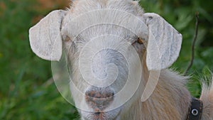 A goat grazes on a spring meadow. Close-up of a goat. Goat posing on camera