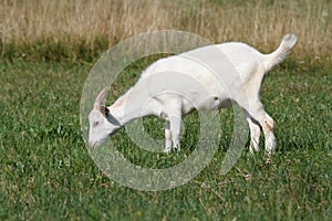 A goat grazing photo