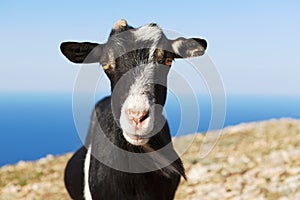 Goat grazing against the sea