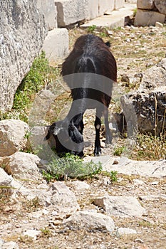 Goat grazing in ancient cemetery photo