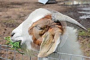 Goat Grazing, Cape Town, South Africa