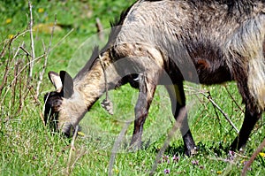 Goat grazing grass outdoors