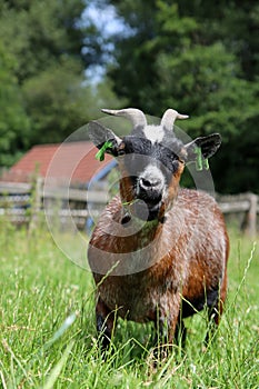 Goat grazing on a green meadow on Dairy farm. Close-up photo of livestock animal. Dutch countryside in the summer.