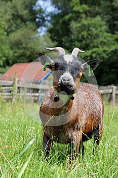 Goat grazing on a green meadow on Dairy farm. Close-up photo of livestock animal. Dutch countryside in the summer.