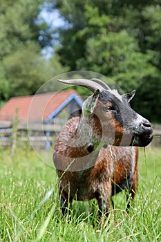 Goat grazing on a green meadow on Dairy farm. Close-up photo of livestock animal. Dutch countryside in the summer.