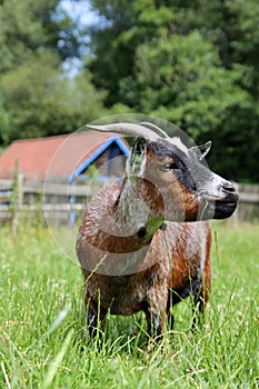 Goat grazing on a green meadow on Dairy farm. Close-up photo of livestock animal. Dutch countryside in the summer.