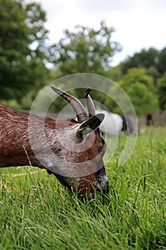 Goat grazing on a green meadow on Dairy farm. Close-up photo of livestock animal. Dutch countryside in the summer.