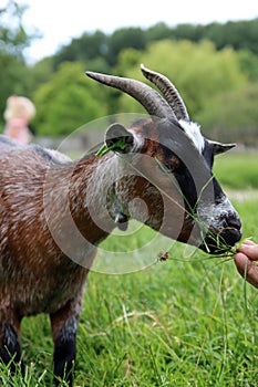 Goat grazing on a green meadow on Dairy farm. Close-up photo of livestock animal. Dutch countryside in the summer.