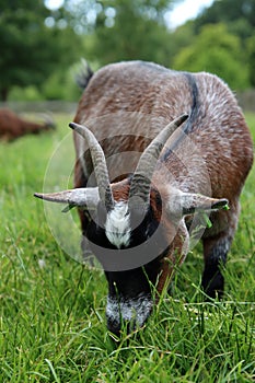 Goat grazing on a green meadow on Dairy farm. Close-up photo of livestock animal. Dutch countryside in the summer.