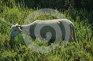 Goat grazing on green sward with bushes