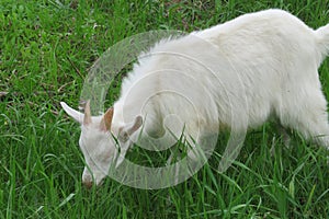 Goat grazing in the meadow, closeup, europe