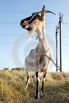 Goat grazing in the meadow