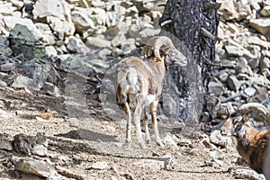 Goat grazing in the mountains