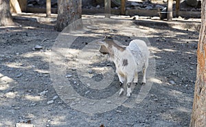 Goat grazing in the mountains