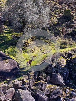 Goat grazing next to water stream near Fecha de Barjas waterfall photo