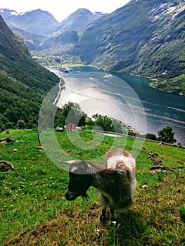 A goat is grazing over the Geiranger fjord in Norway