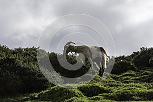 Goat grazing on the pasture in the mountains under a cloudy sky