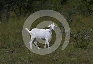Goat grazing in scrubland, Mexico